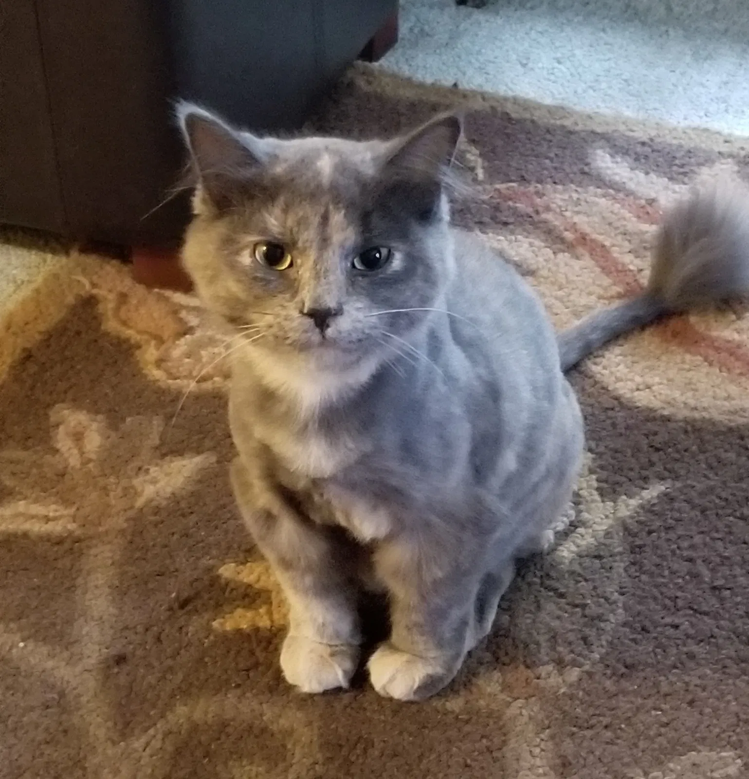 Lost cat in Vergas, MN, 56587