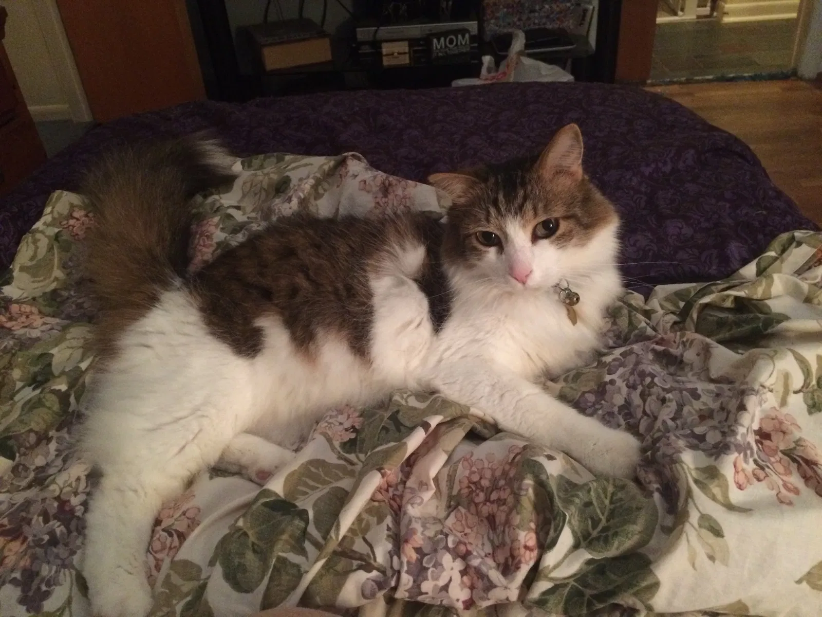 Lost cat in Brighton, MI, 48116