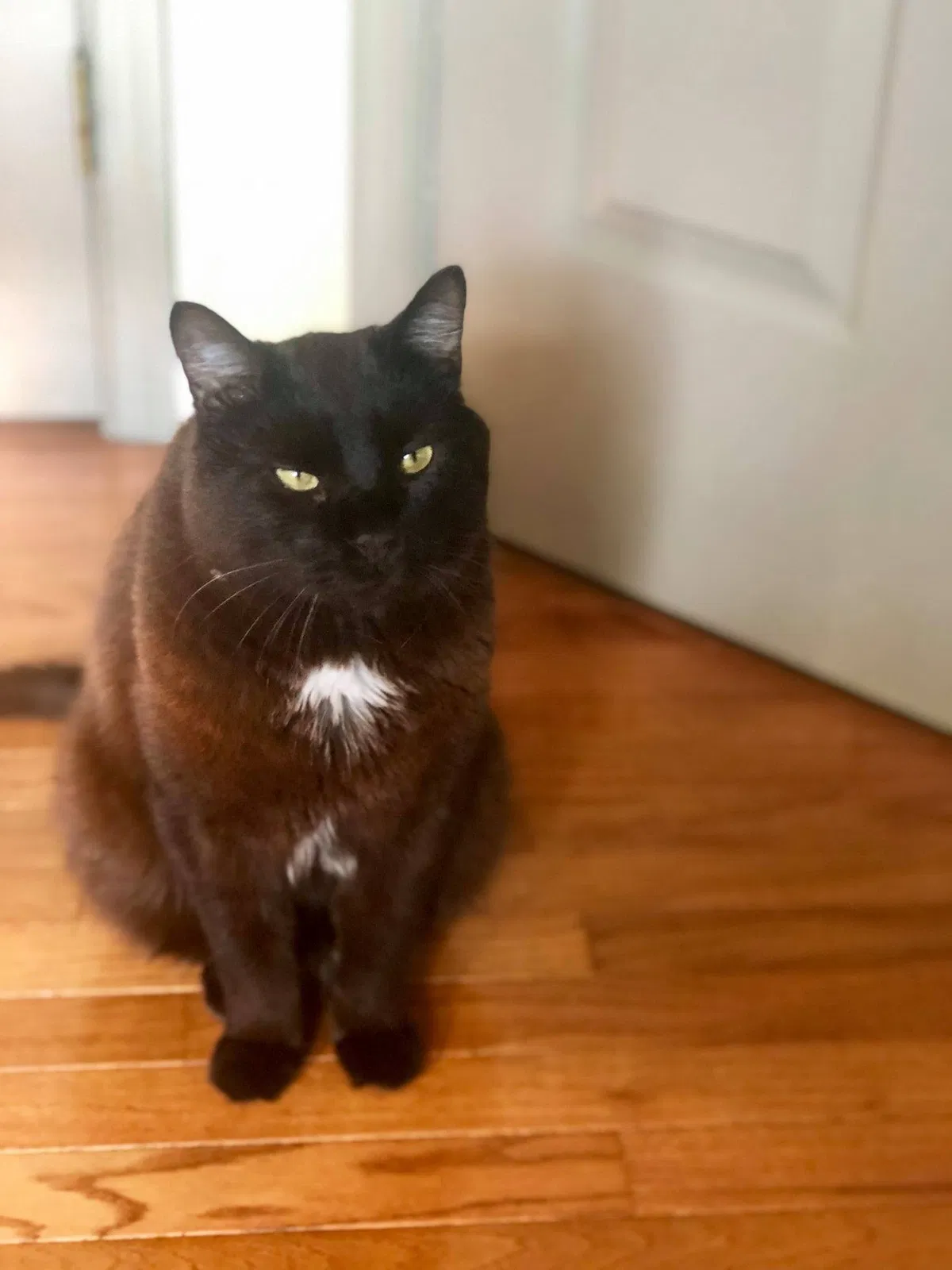 Lost cat in Farmington, NY, 14425