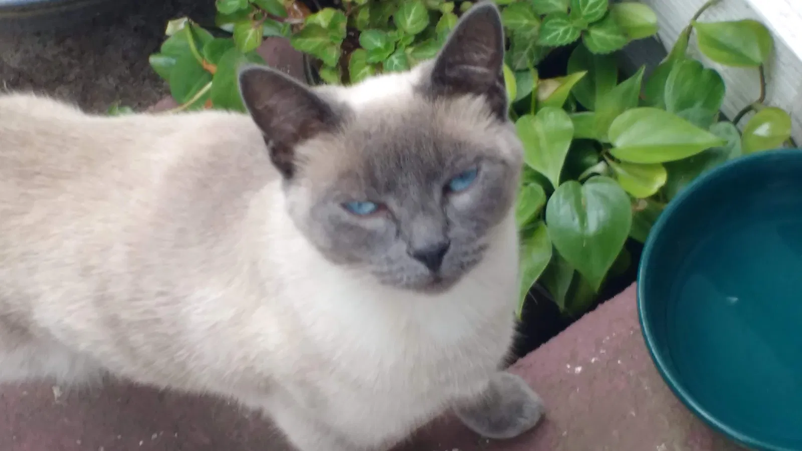 Lost cat in Portland, OR, 97220