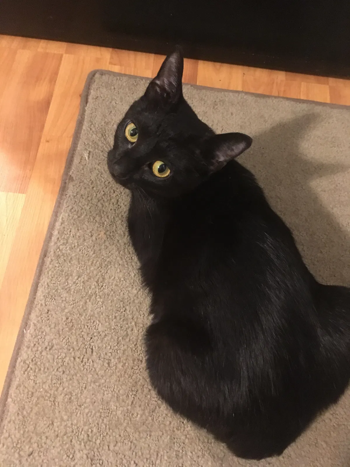Lost cat in Jackson, TN, 38301