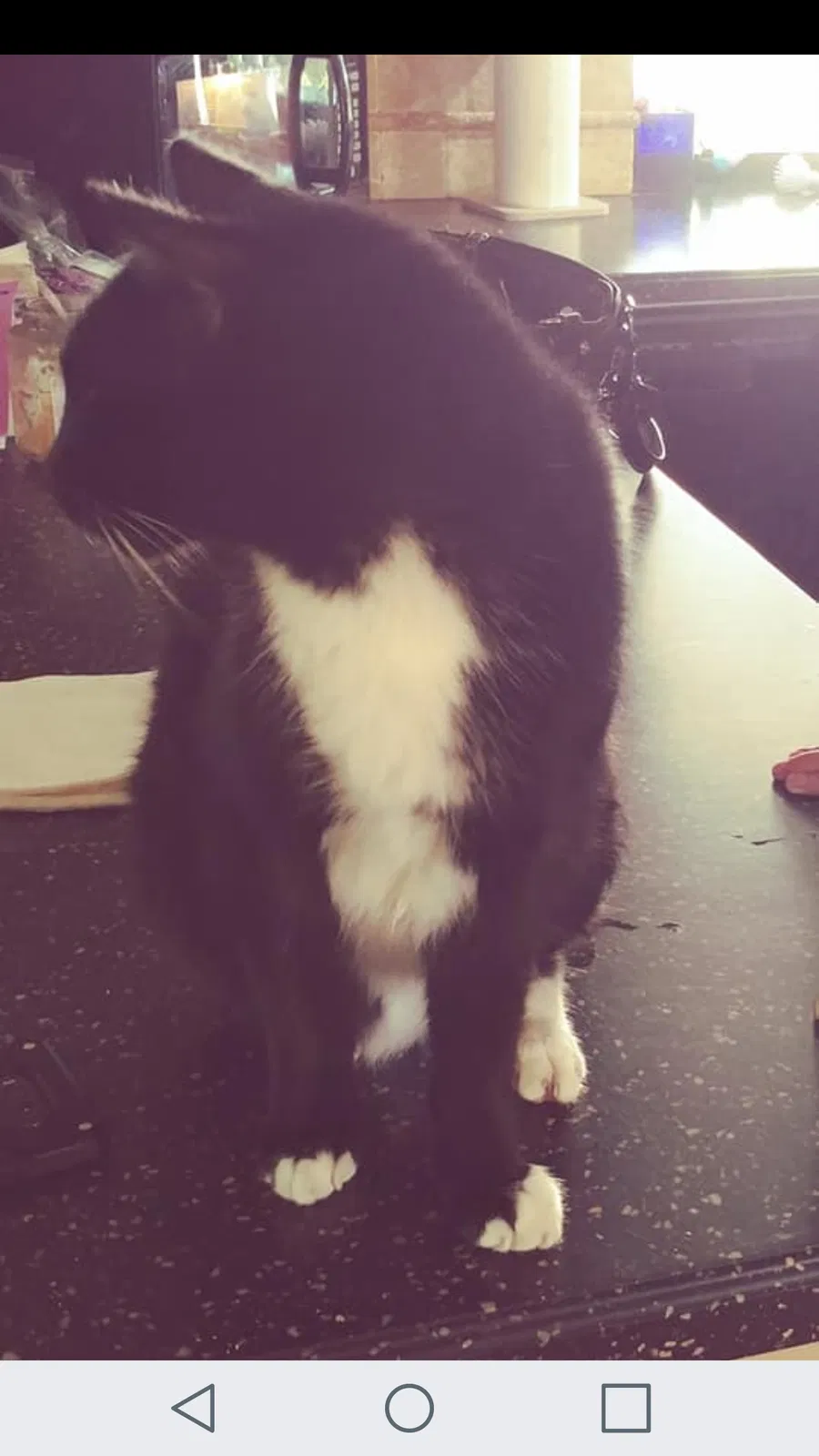 Lost cat in New Port Richey, FL, 34655