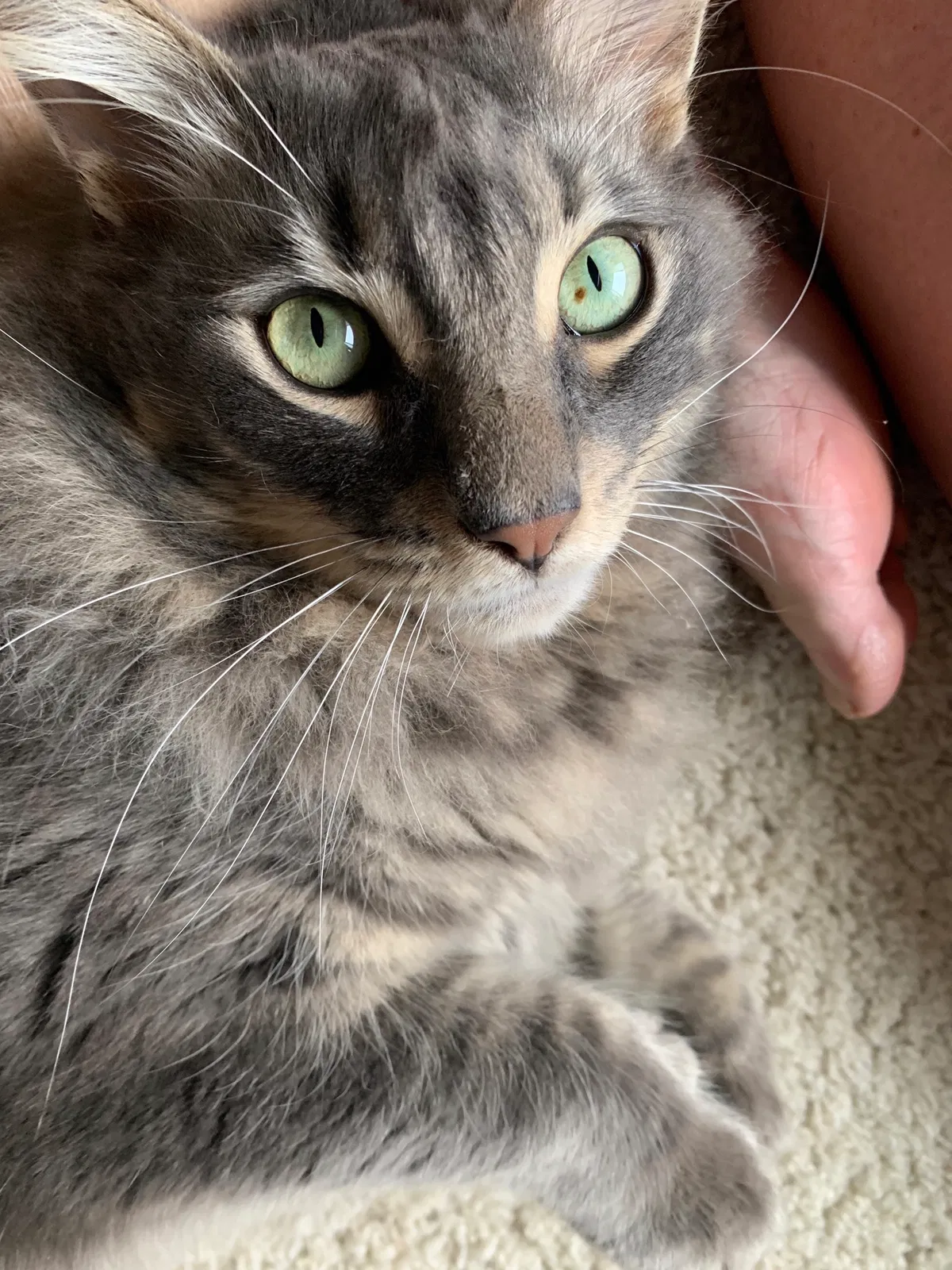 Lost cat in Temecula, CA, 92592