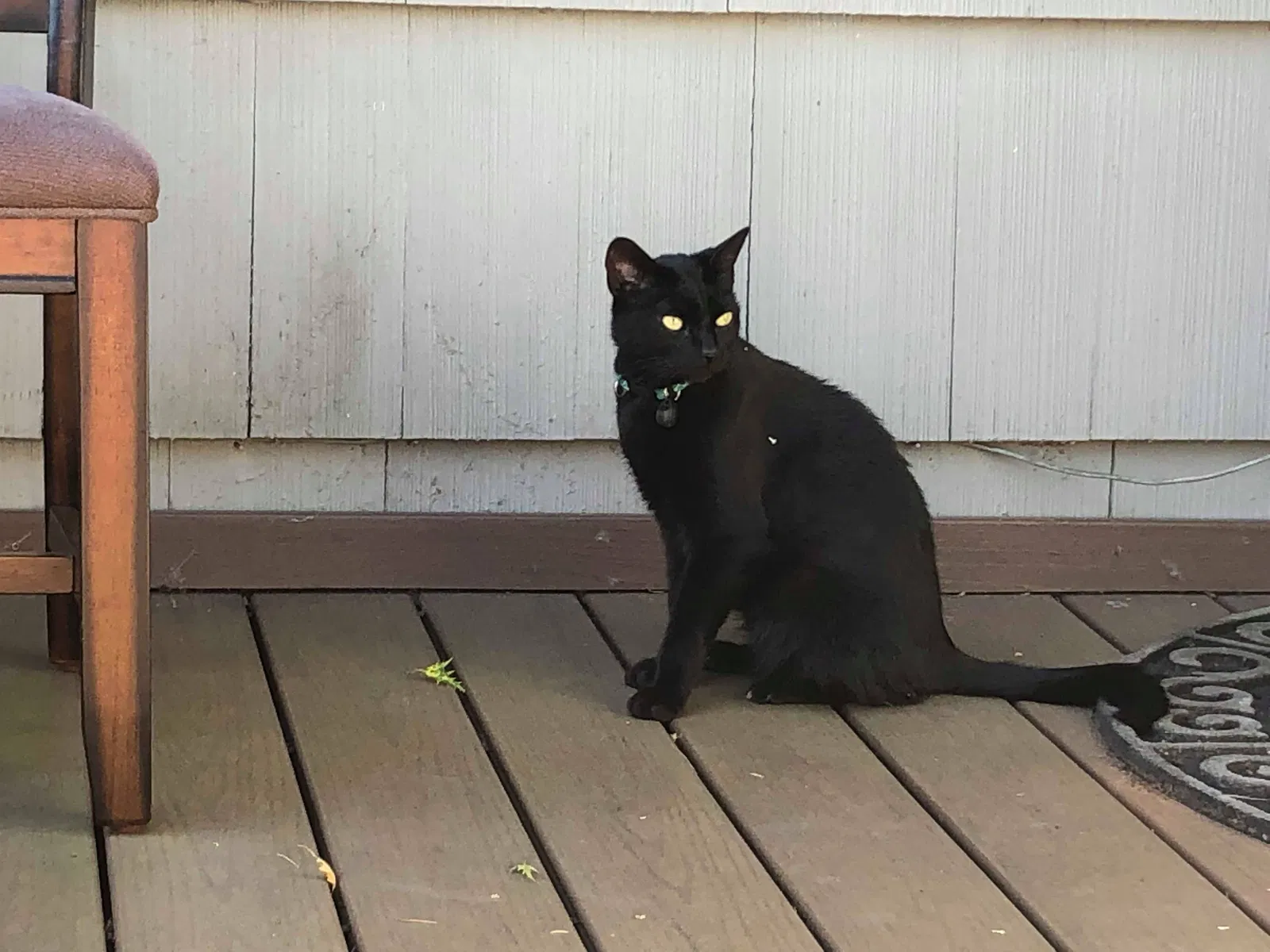 Lost cat in Salem, OR, 97302