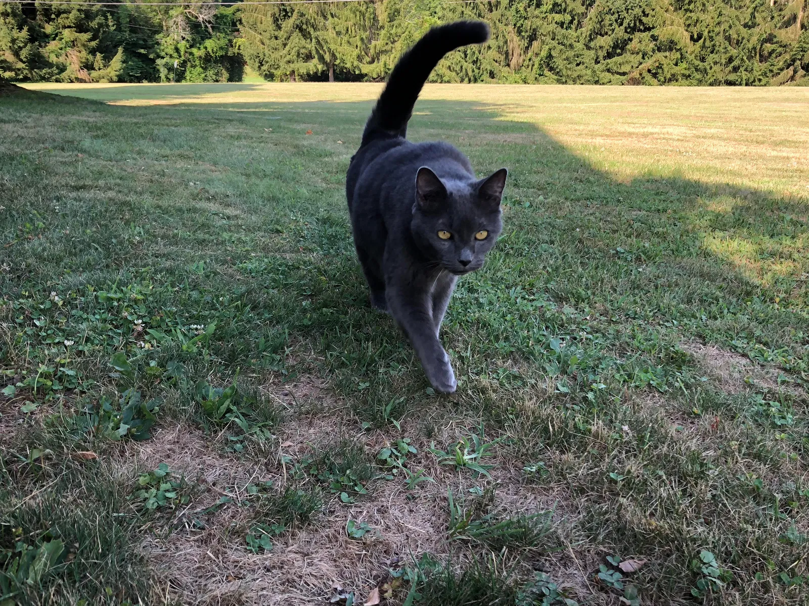 Lost cat in Wilmington, NC, 28412