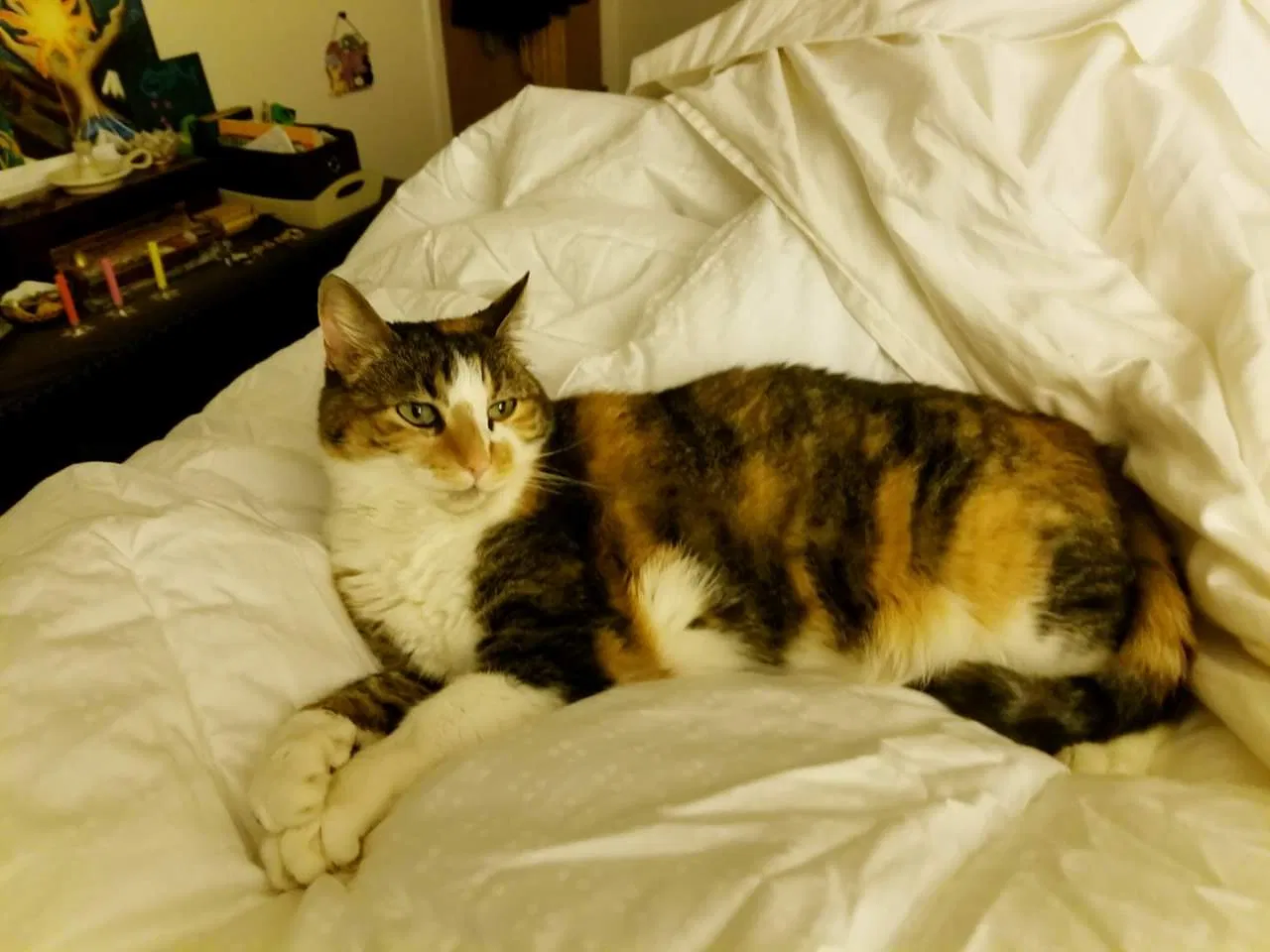 Lost cat in Magna, UT, 84044
