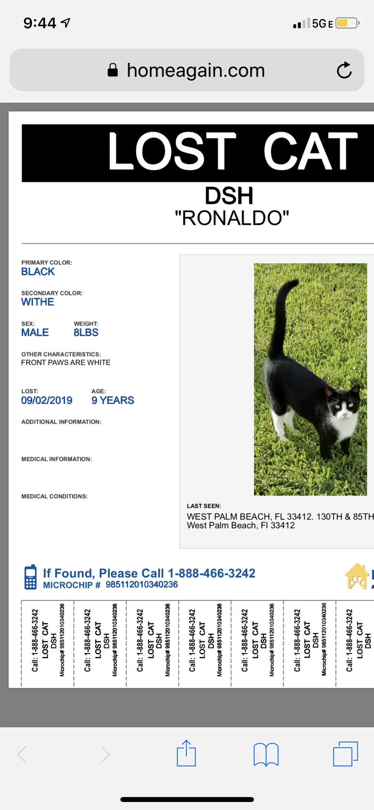 Lost cat in West Palm Beach, FL, 33412