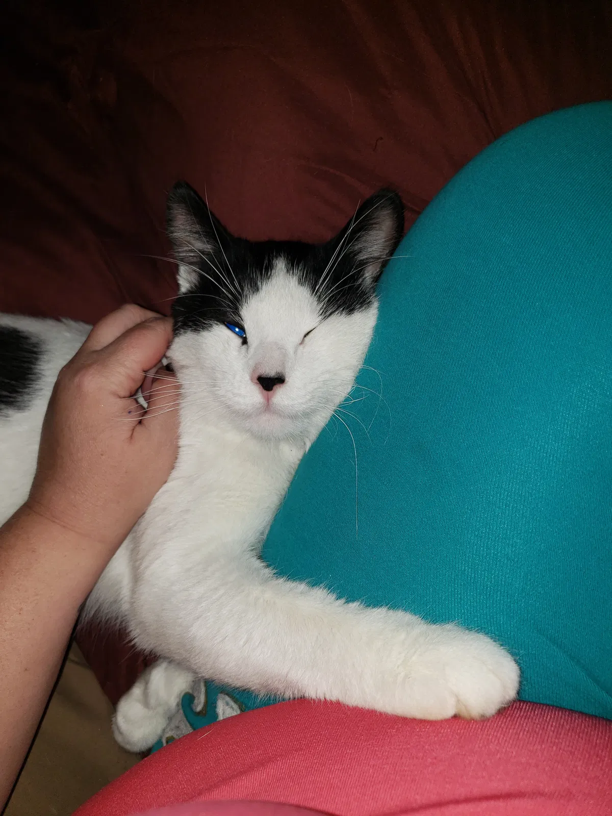 Lost cat in Indianapolis, IN, 46268