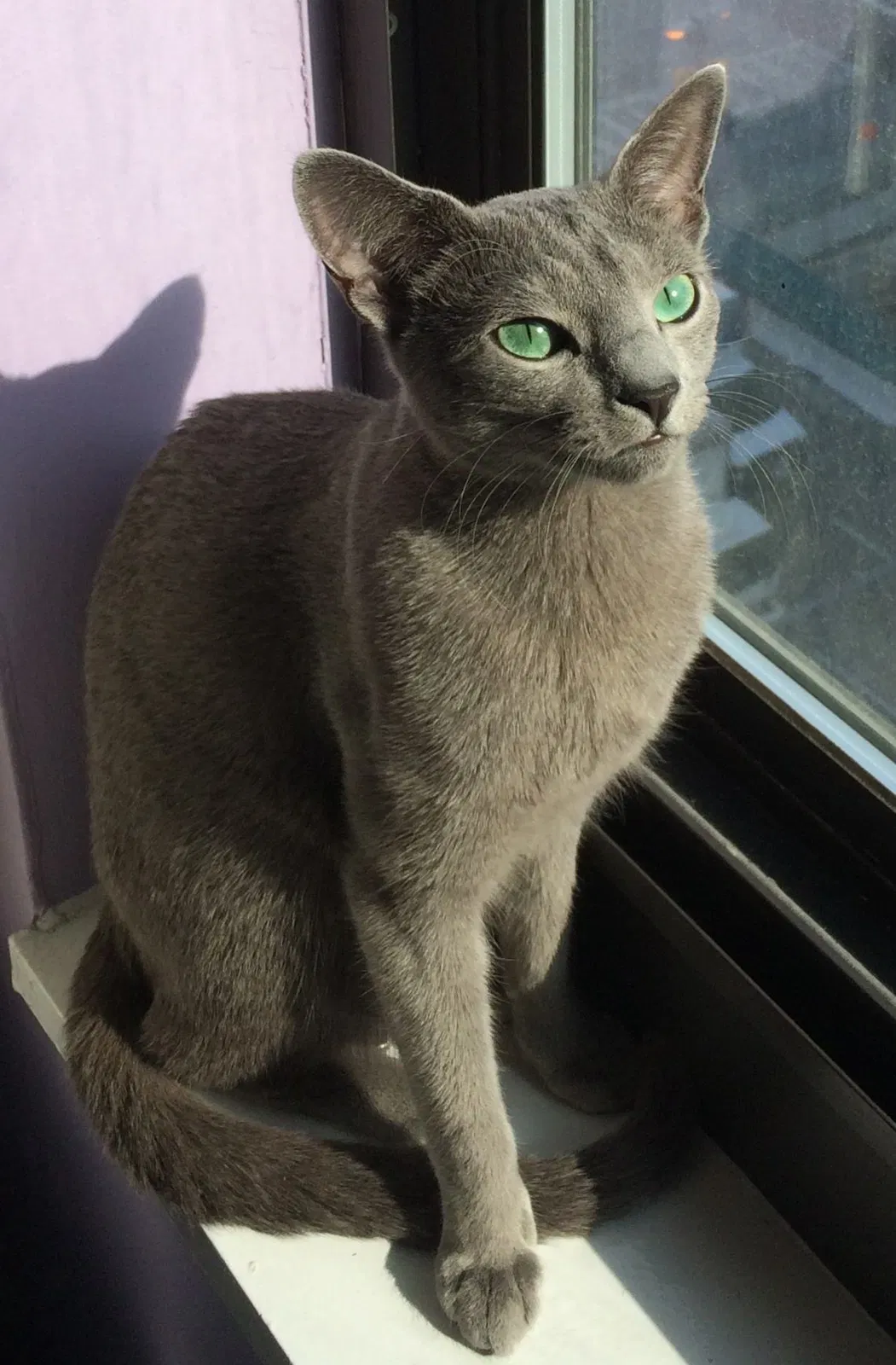 Lost cat in La Jolla, CA, 92037