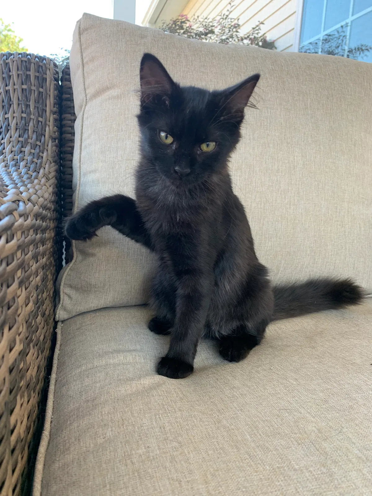 Lost cat in Savannah, GA, 31419