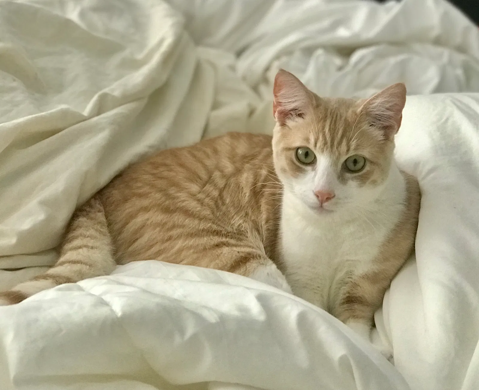 Lost cat in Spring, TX, 77379