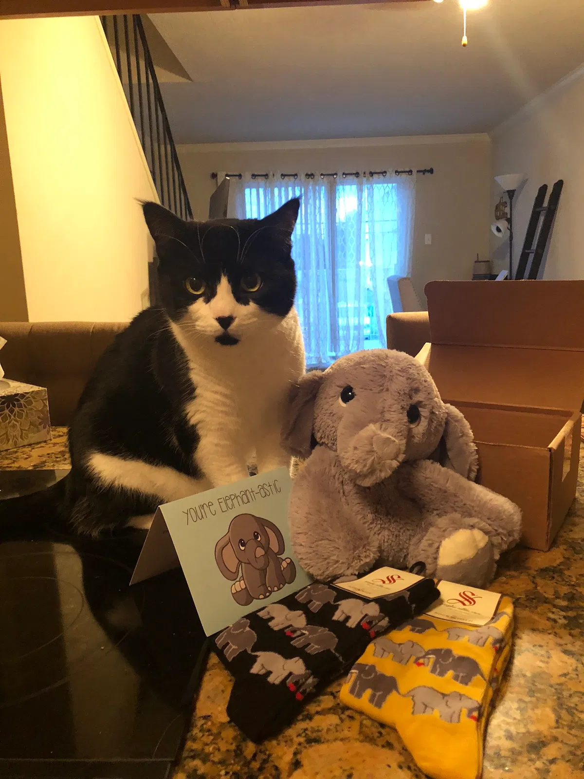 Lost cat in New Orleans, LA, 70122