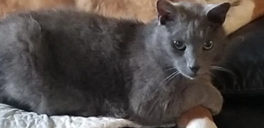 Lost cat in Rainbow, TX, 76077