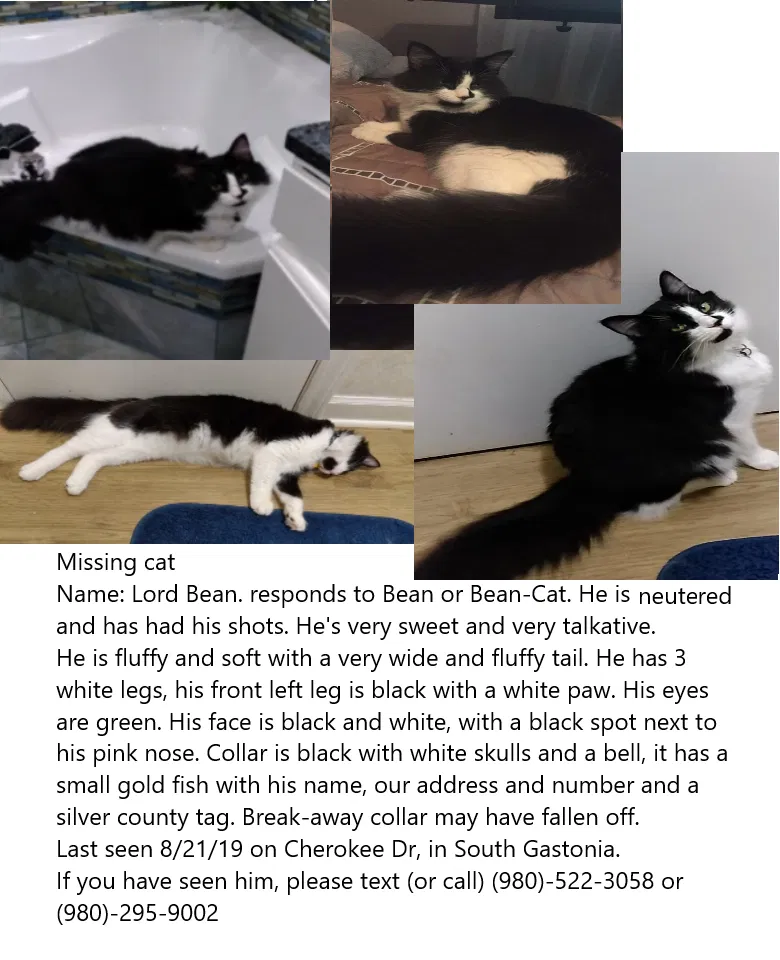 Lost cat in Gastonia, NC, 28052