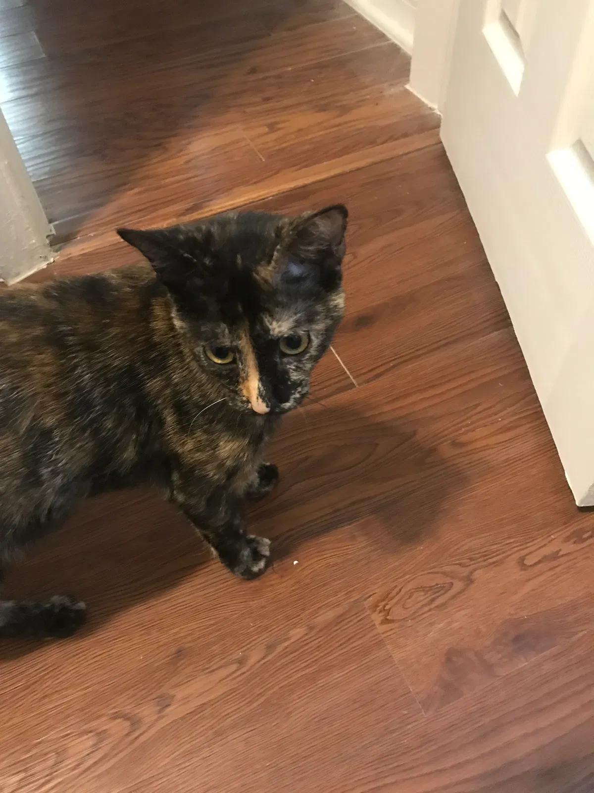 Lost cat in Pompano Beach, FL, 33065