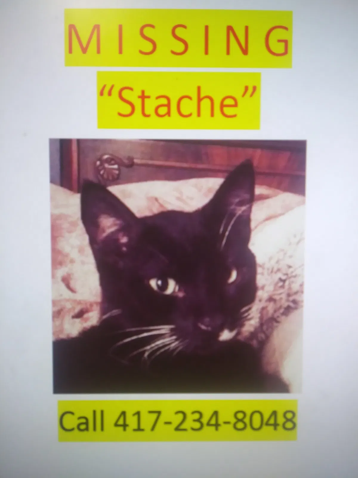 Lost cat in Pensacola, FL, 32526