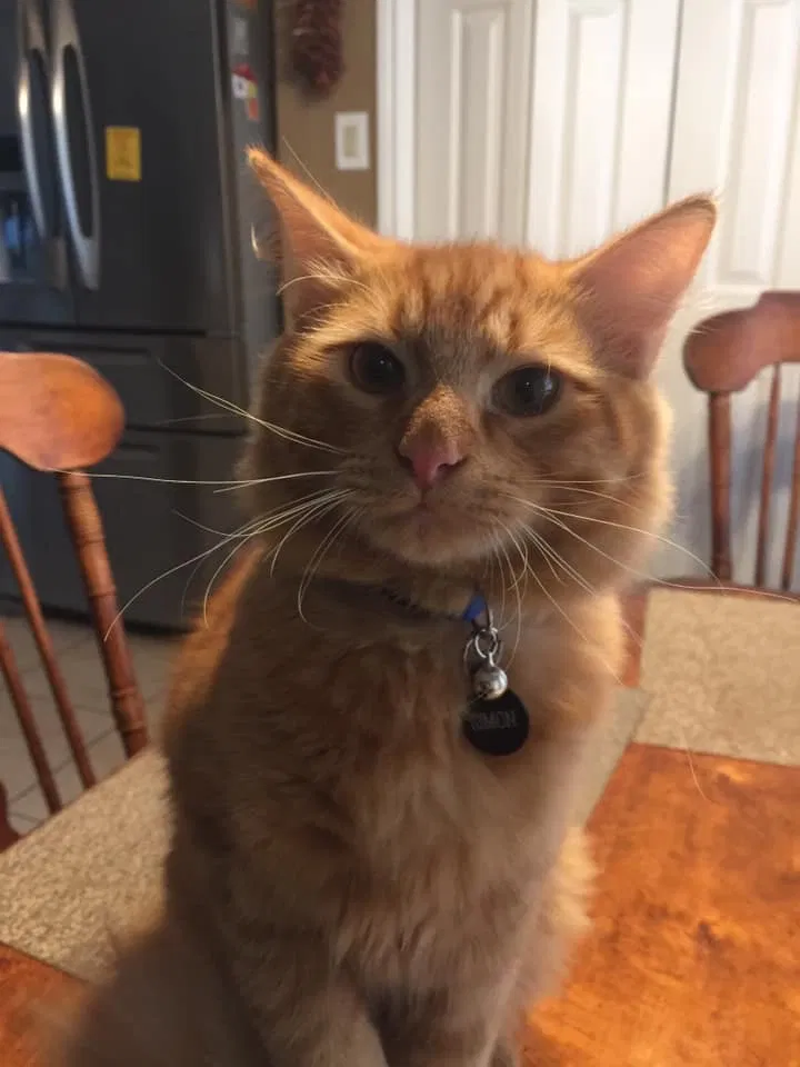Lost cat in Austin, TX, 78739