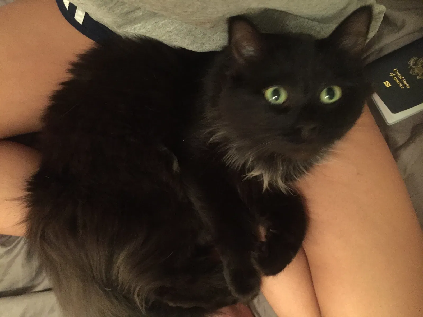 Lost cat in Dearborn Heights, MI, 48125