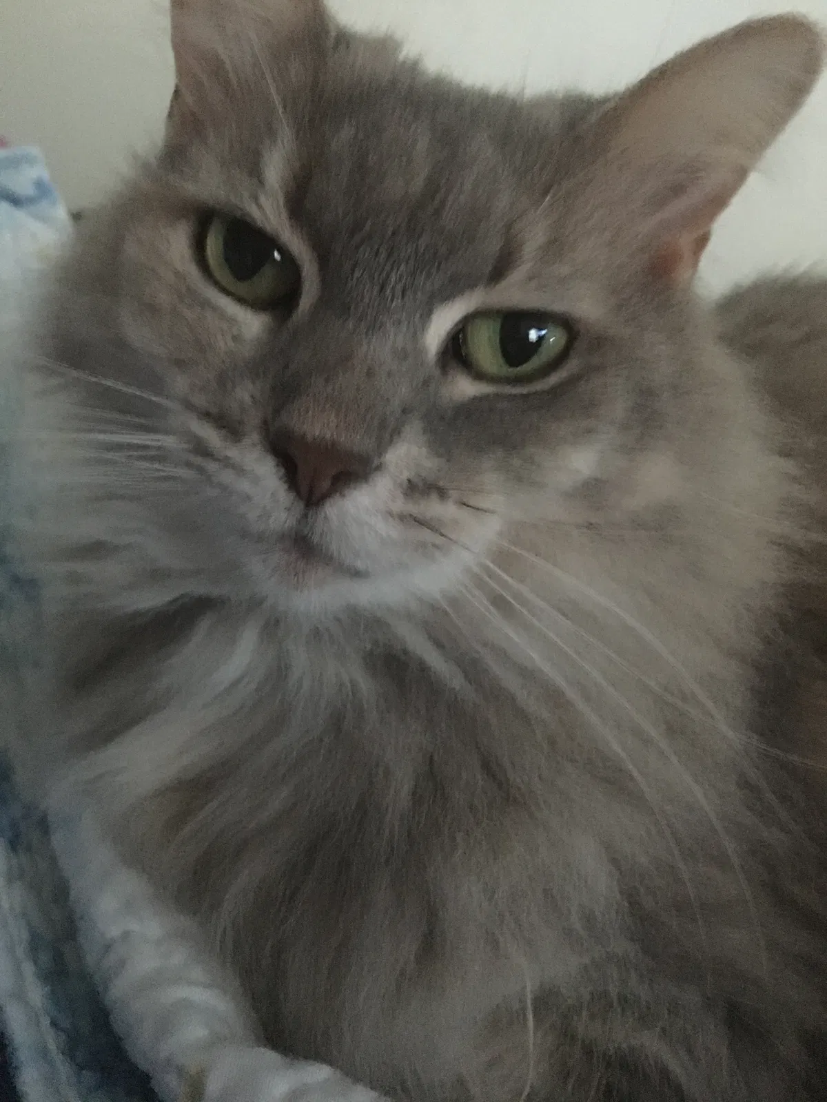 Lost cat in Titusville, FL, 32780