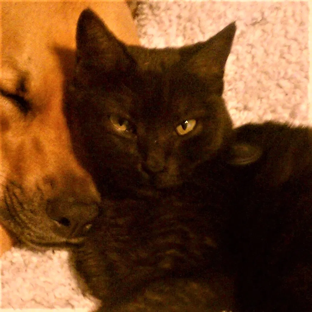 Lost cat in Austin, TX, 78729