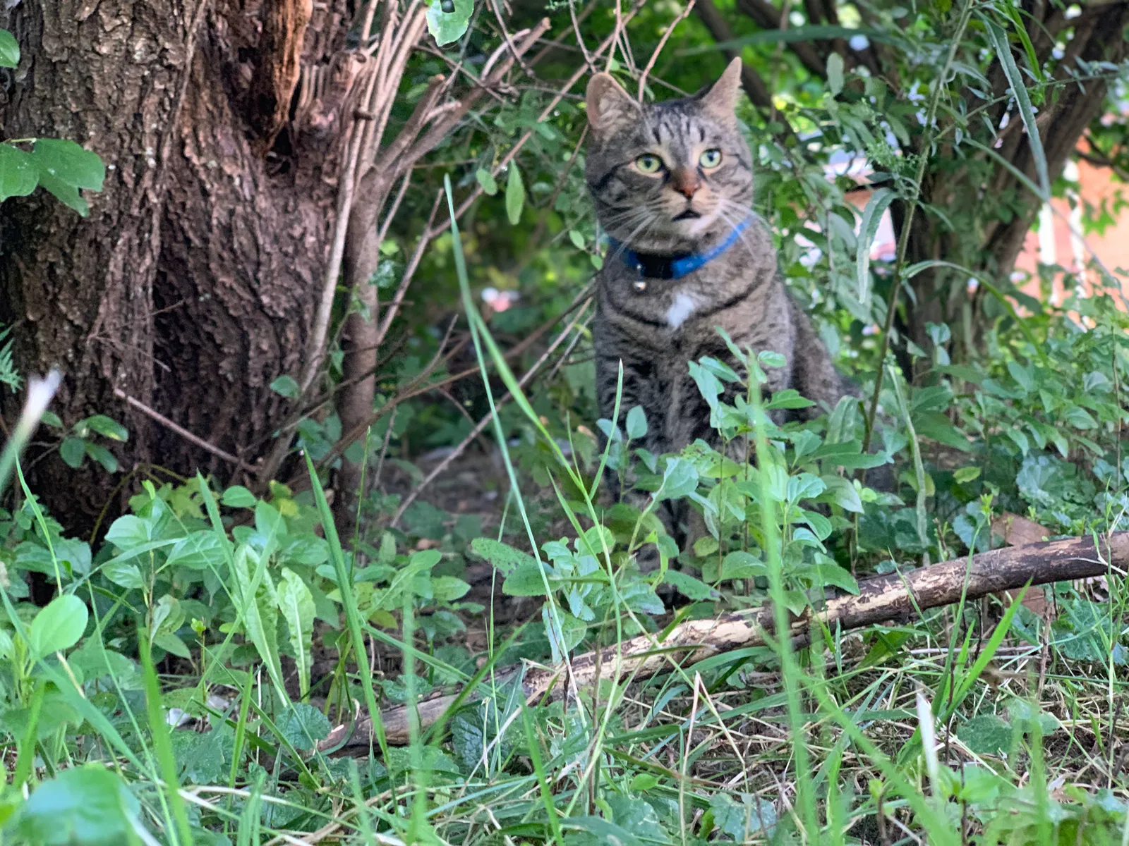 Lost cat in Rochester, MI, 48309