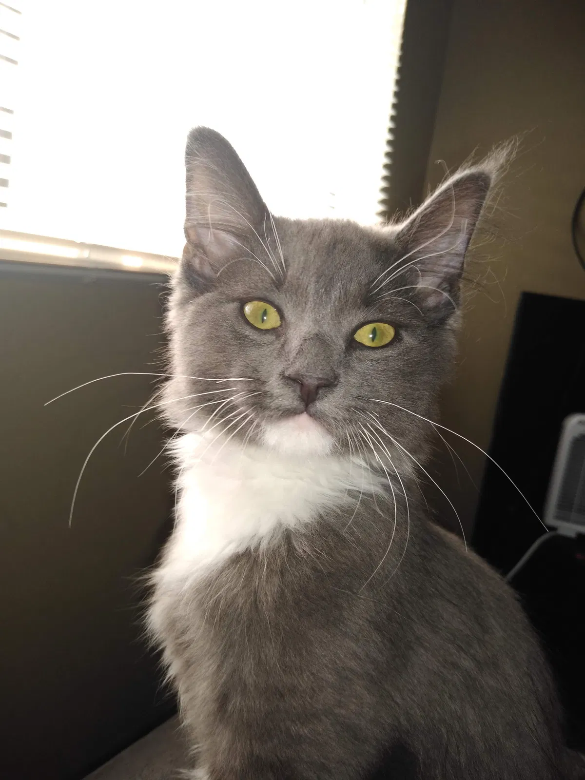 Lost cat in Toledo, OH, 43615