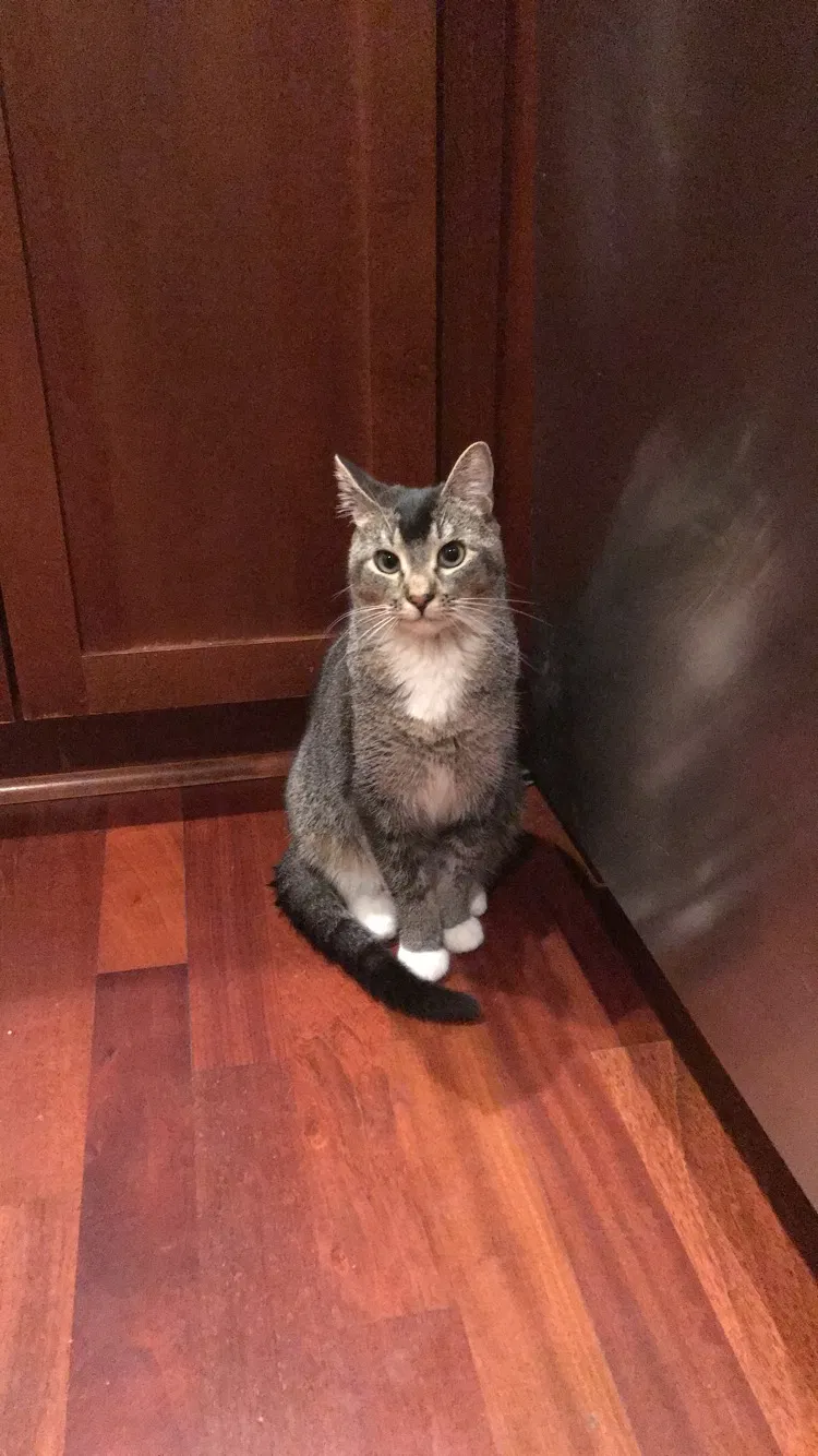 Lost cat in Portland, OR, 97211