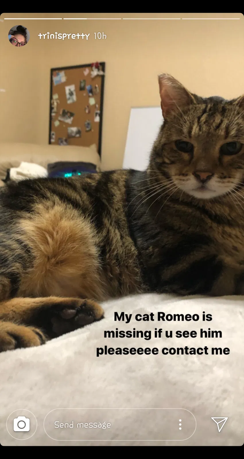 Lost cat in Harker Heights, TX, 76548