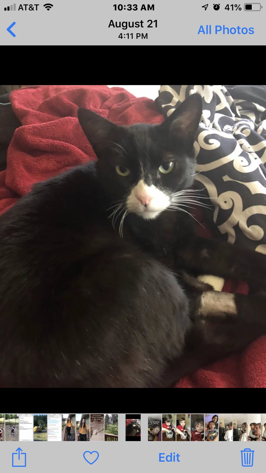 Lost cat in Longview, WA, 98632