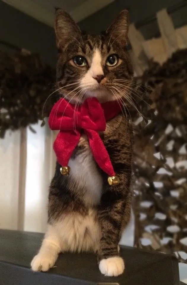 Lost cat in Texarkana, TX, 75503