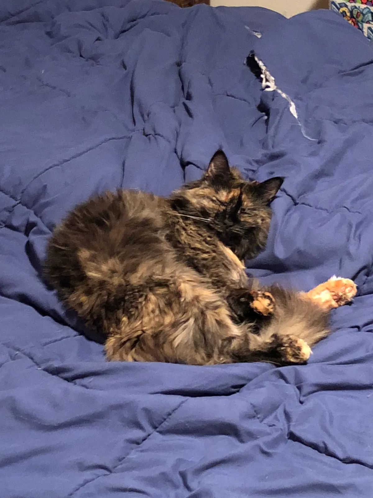 Lost cat in Hillsboro, OR, 97123