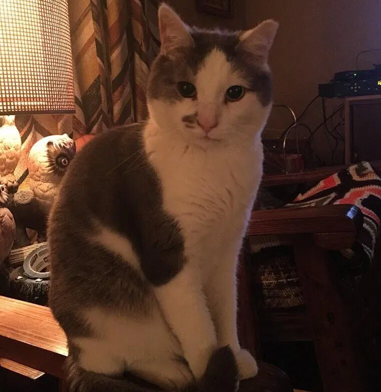 Lost cat in Allison Park, PA, 15101