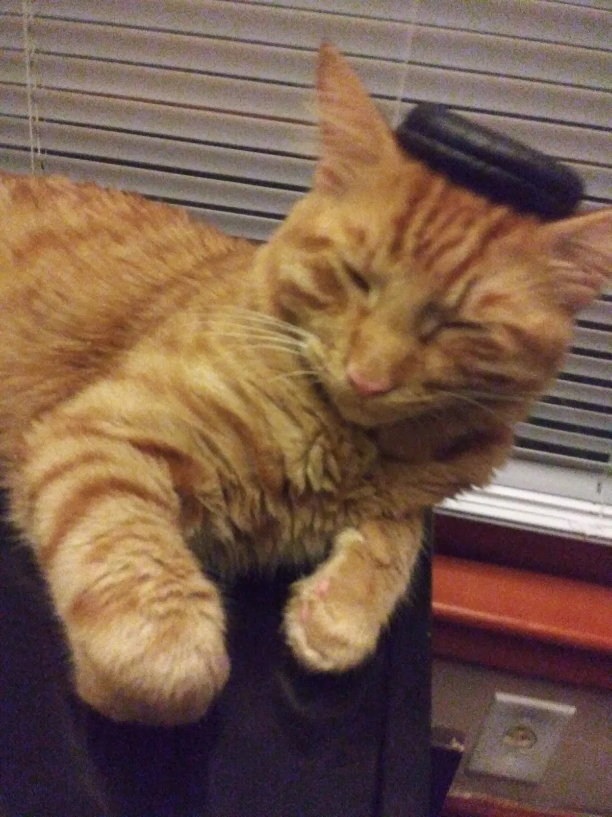 Lost cat in Kansas City, KS, 66104