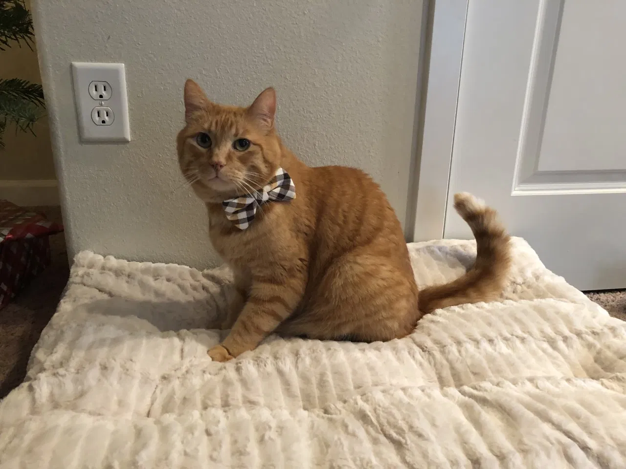 Lost cat in Sherwood, OR, 97140