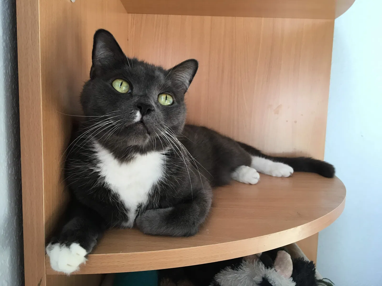Lost cat in Corpus Christi, TX, 78414