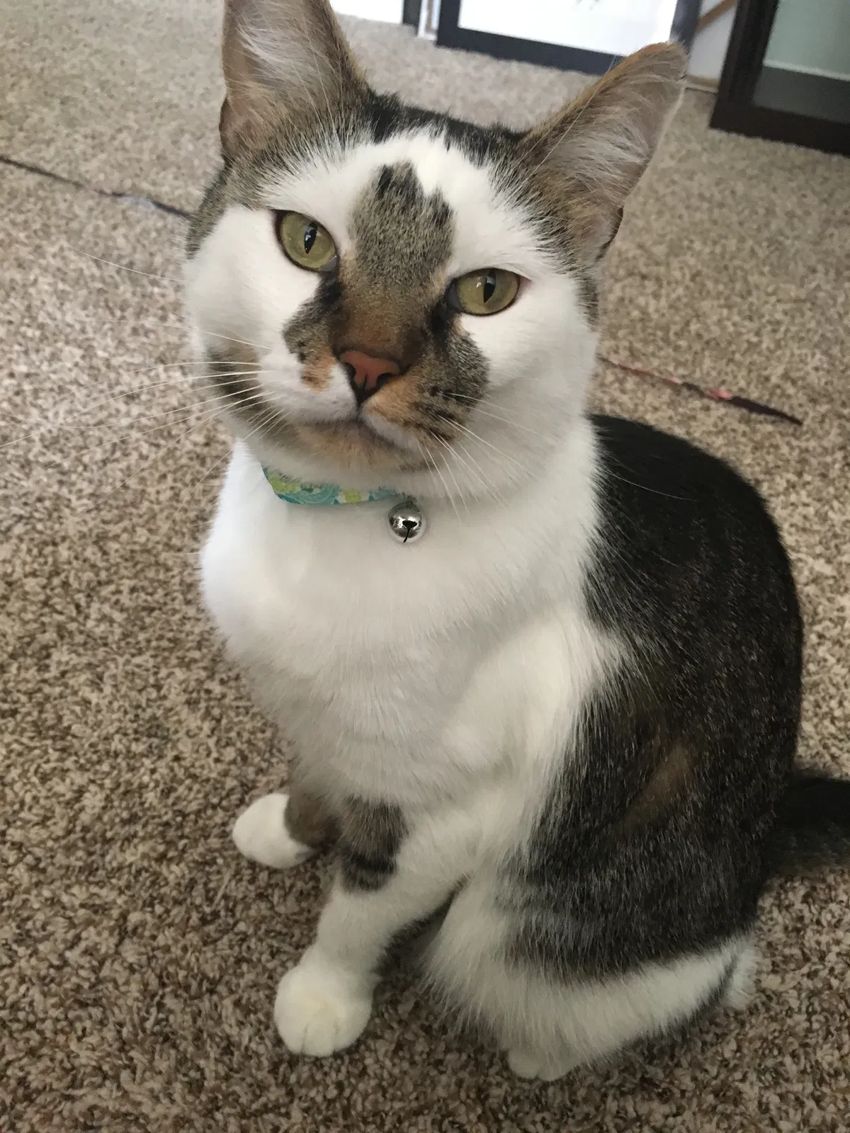 Lost cat in Longmont, CO, 80504