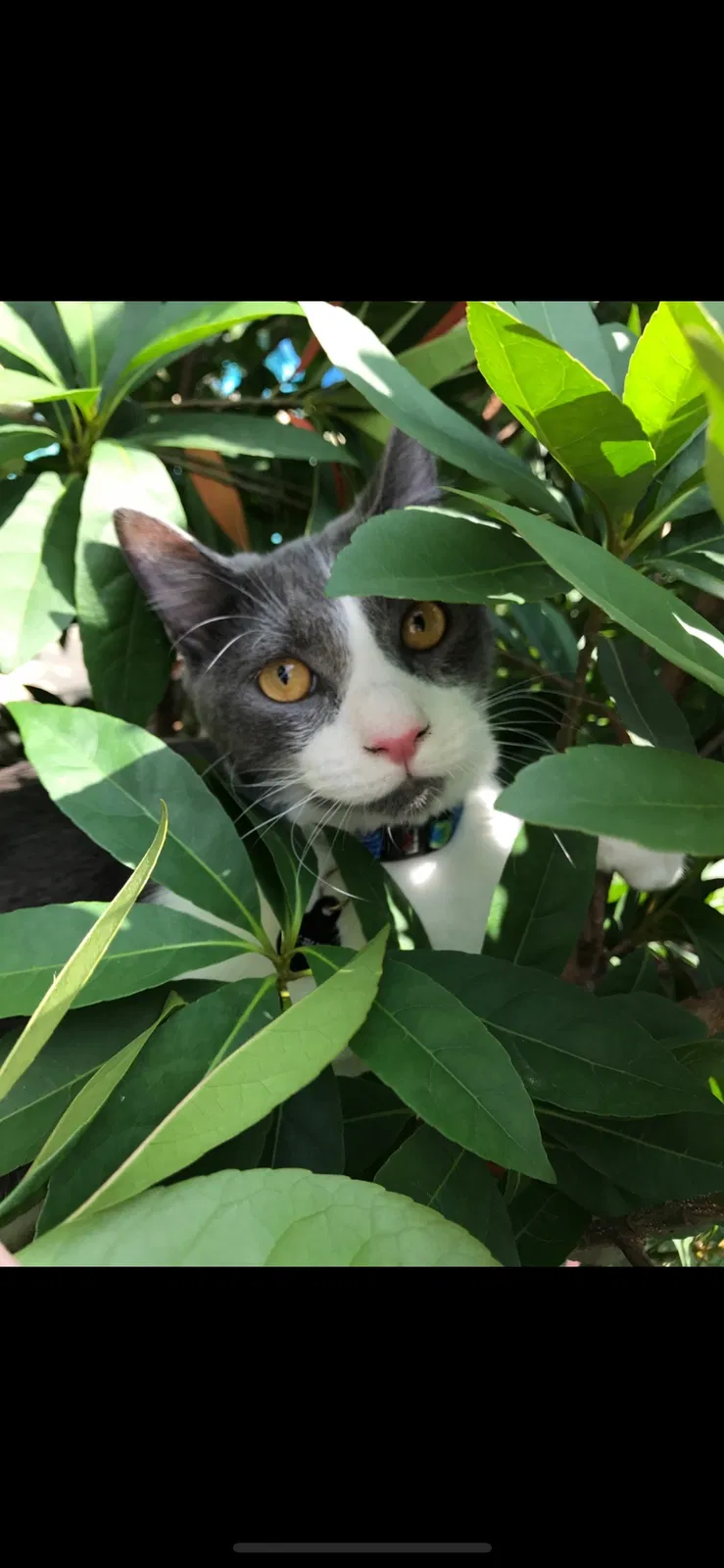 Lost cat in Spring, TX, 77379