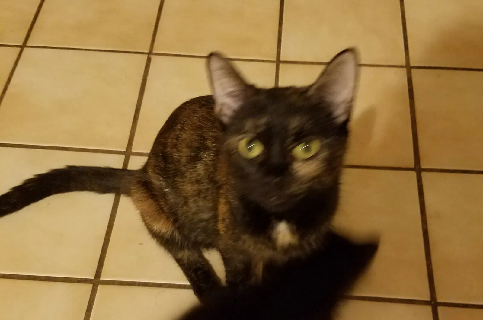 Lost cat in Melbourne, KY, 41059