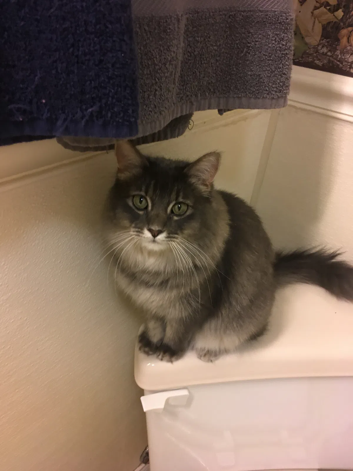 Lost cat in Joliet, MT, 59041