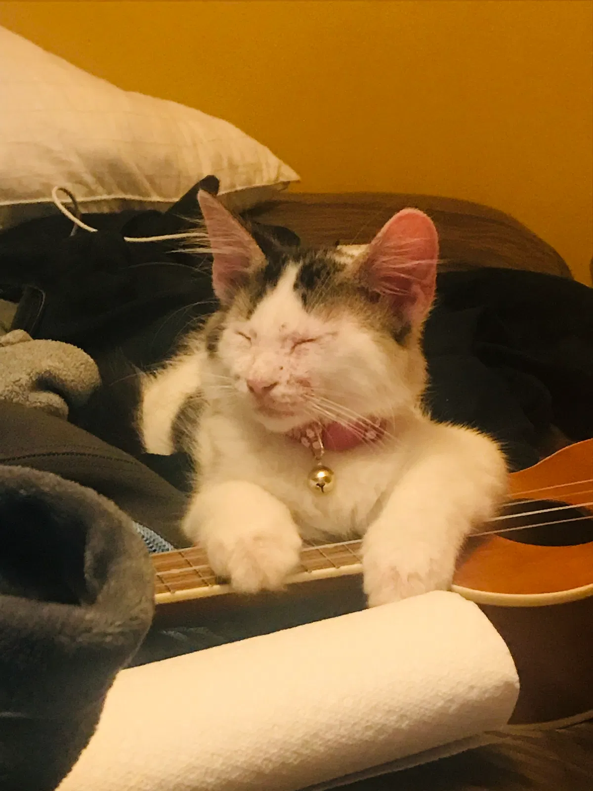 Lost cat in Spring, TX, 77379