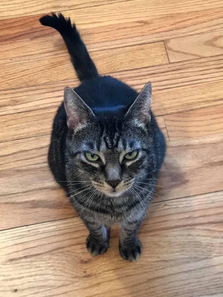Lost cat in Whippany, NJ, 7981
