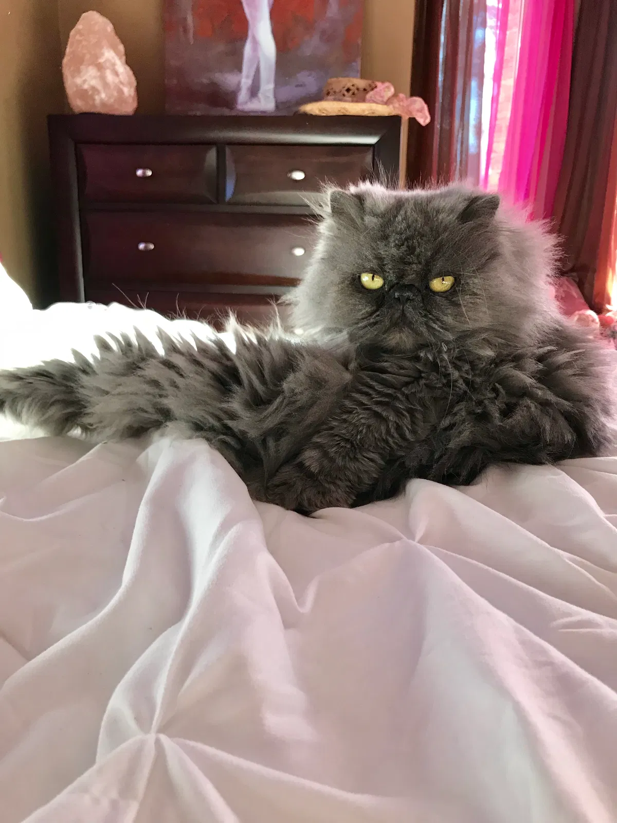 Lost cat in Little Falls, NJ, 7424