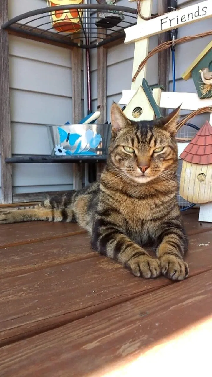 Lost cat in Johnson City, TN, 37601