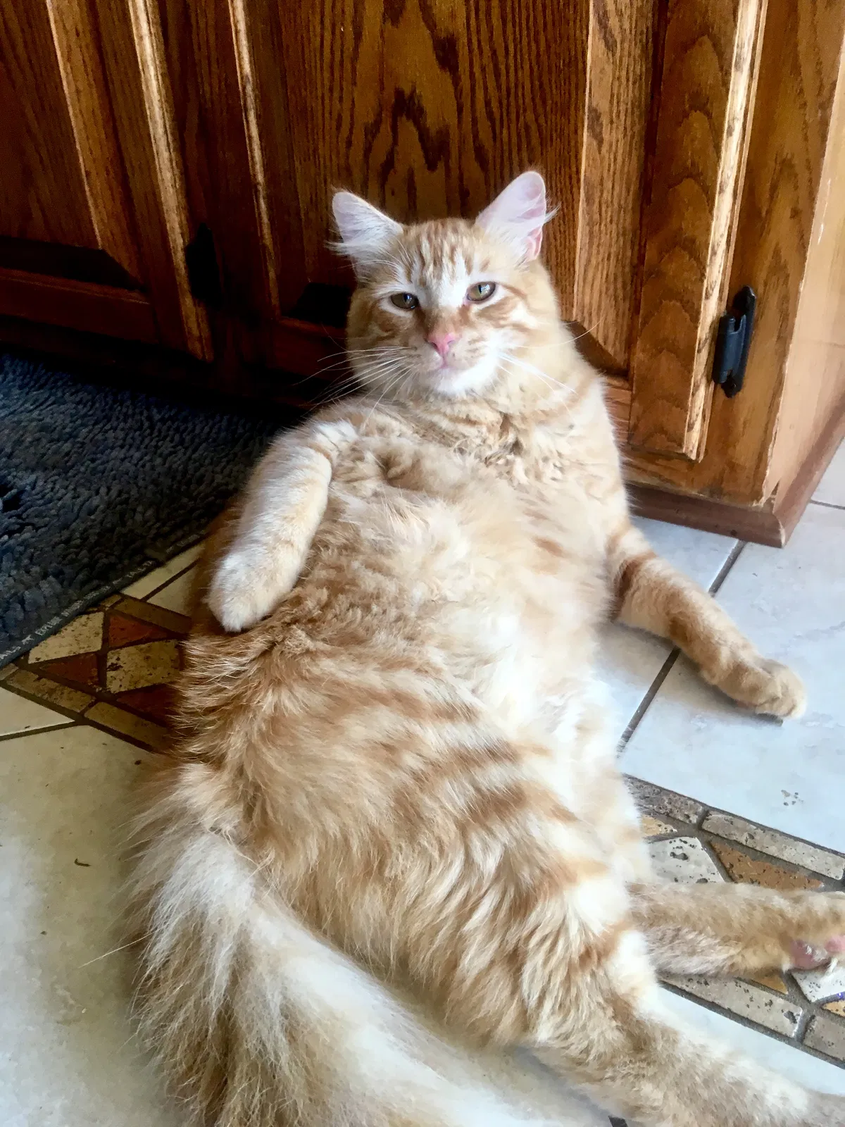 Lost cat in Davidson, NC, 28036