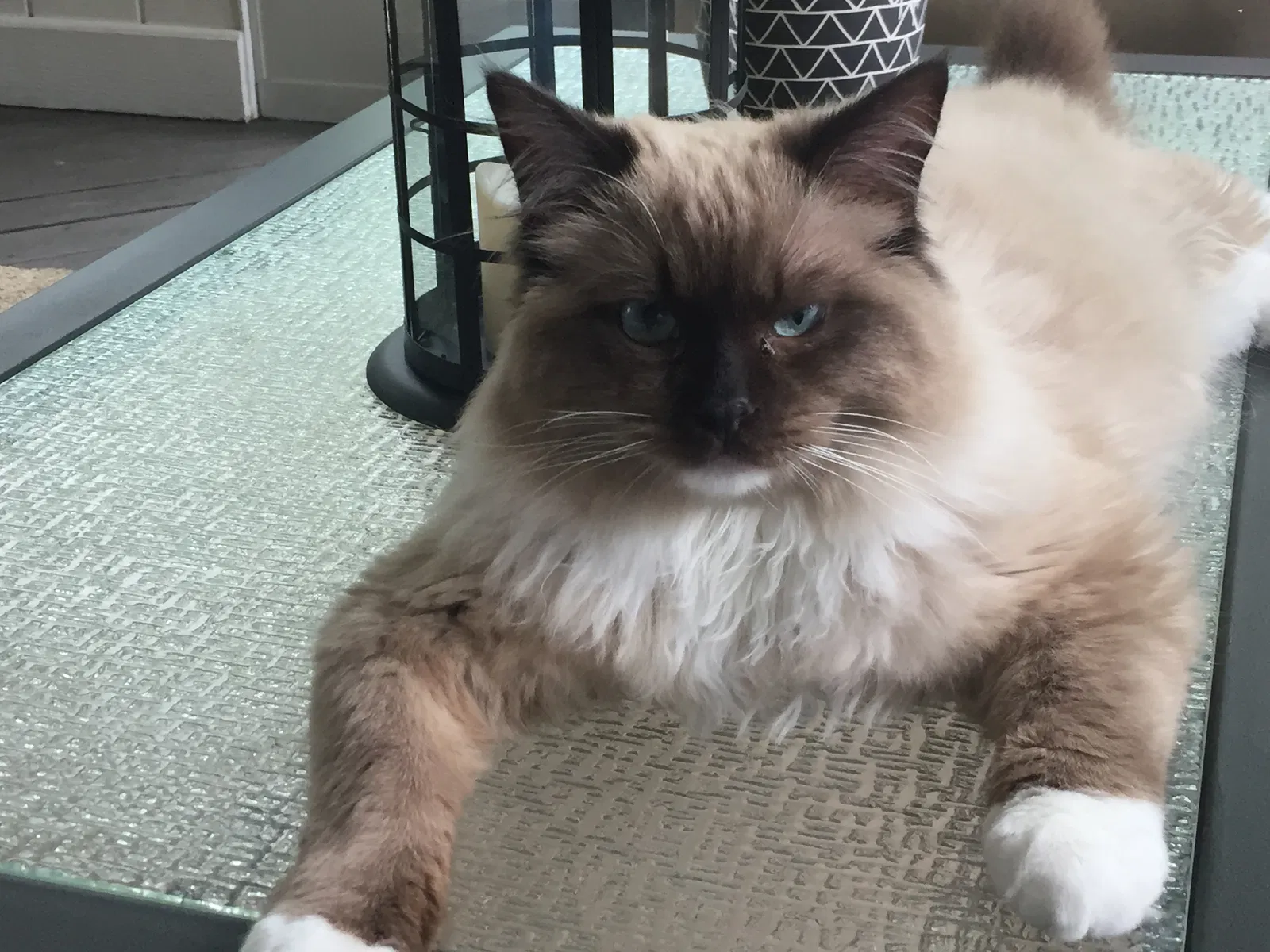 Lost cat in Lancaster, PA, 17601