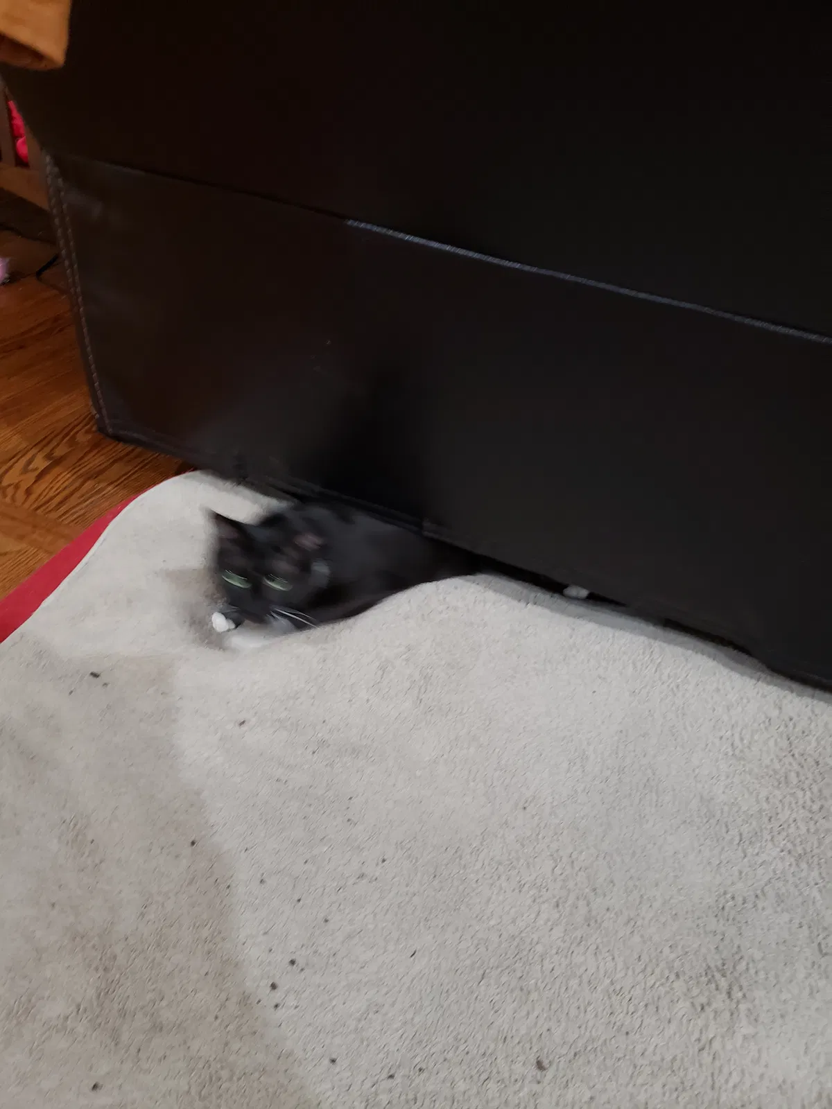 Lost cat in Shawnee, KS, 66216