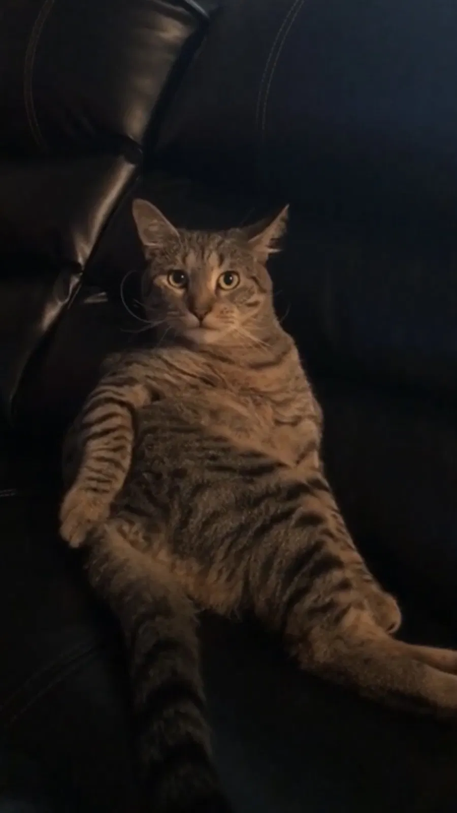Lost cat in Dayton, OH, 45458