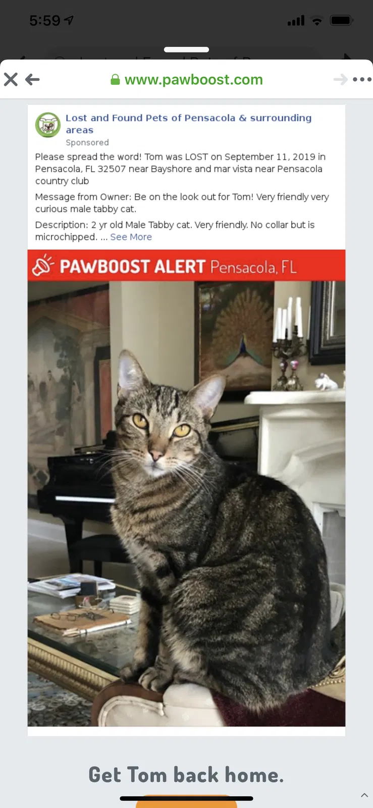 Lost cat in Pensacola, FL, 32507