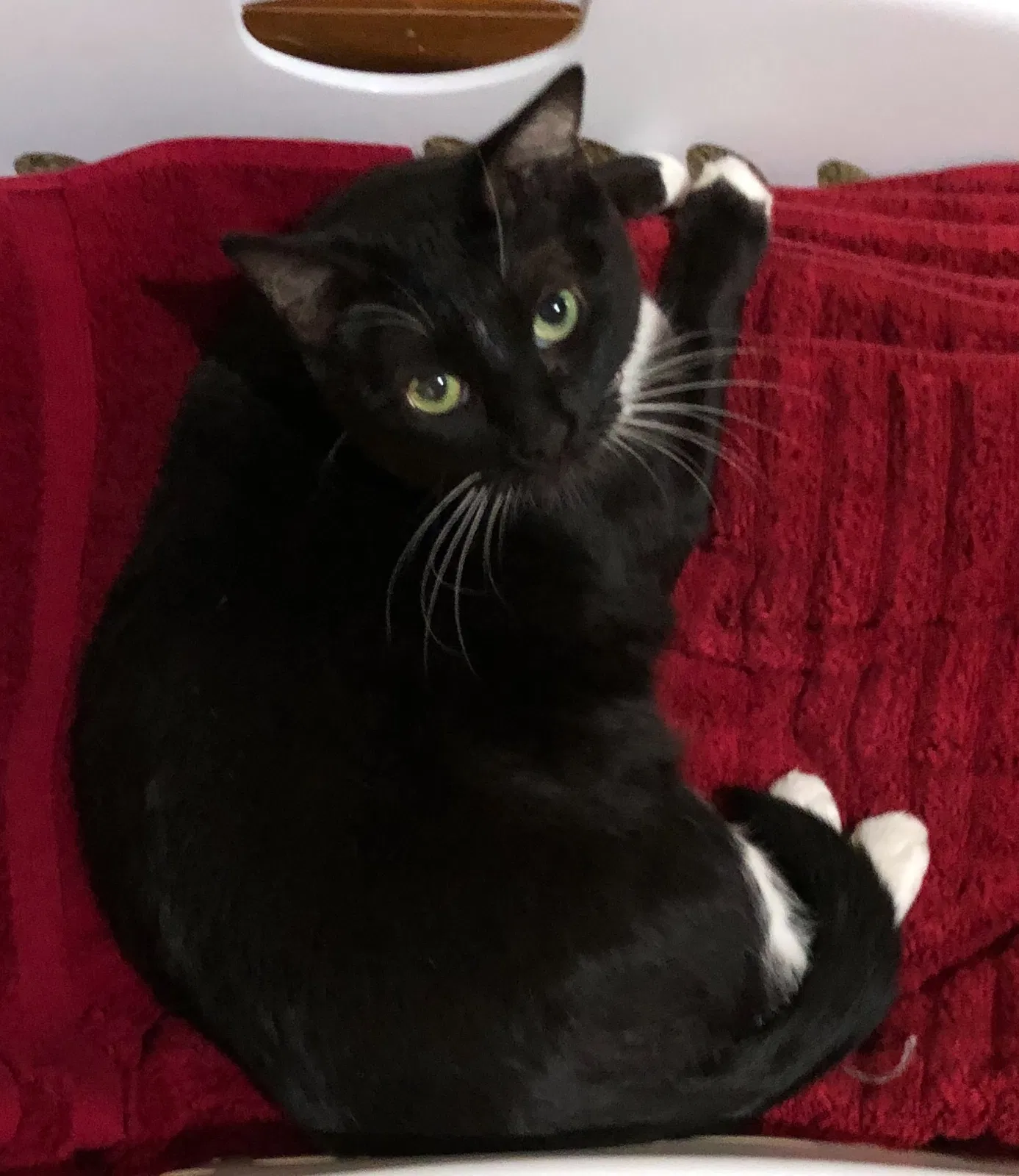 Lost cat in Mission, KS, 66202