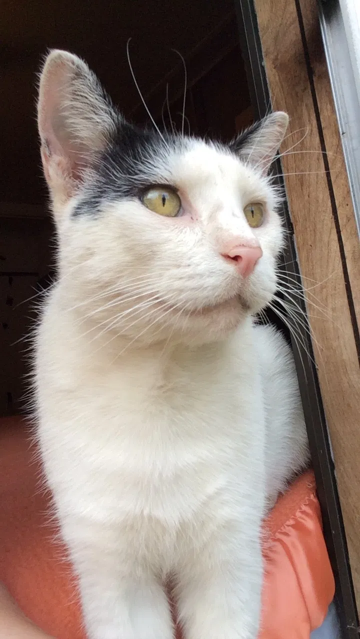 Lost cat in Nitro, WV, 25143